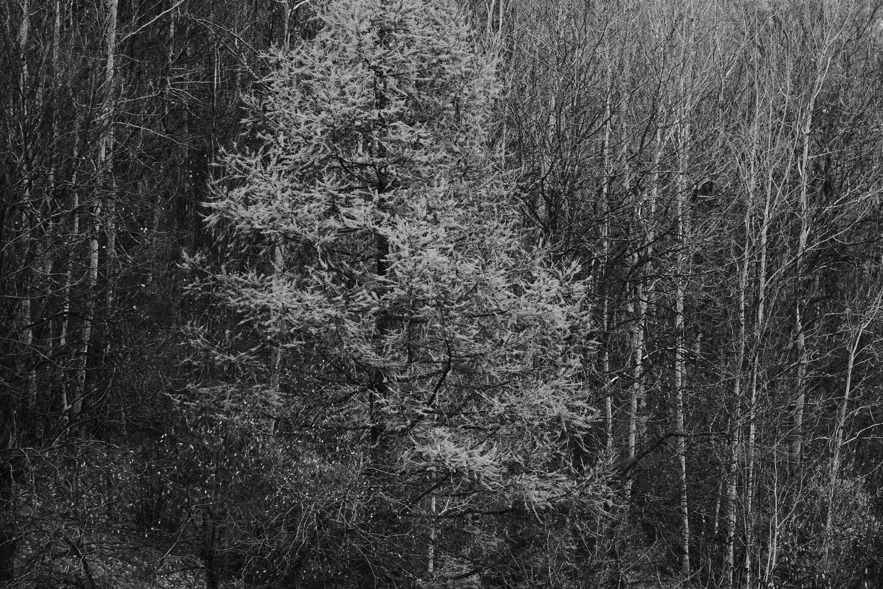 Promenade à Valloire