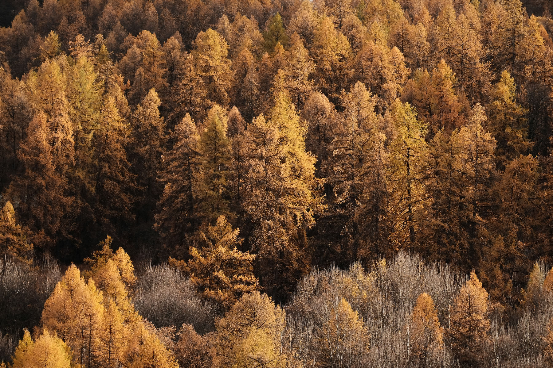 Mélèzes à l'automne à Valloire