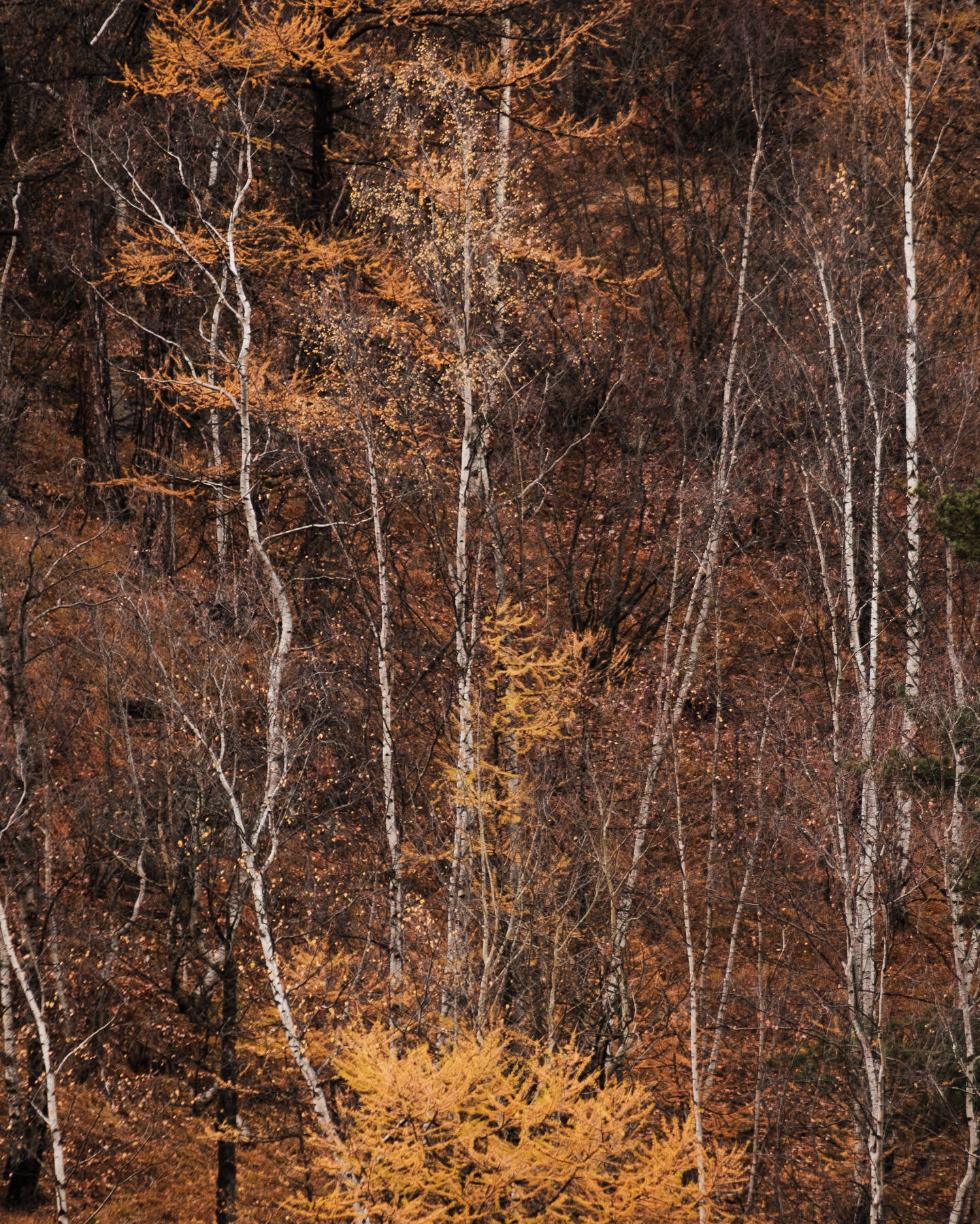 Couleurs d'automne à Valloire lors d'une balade