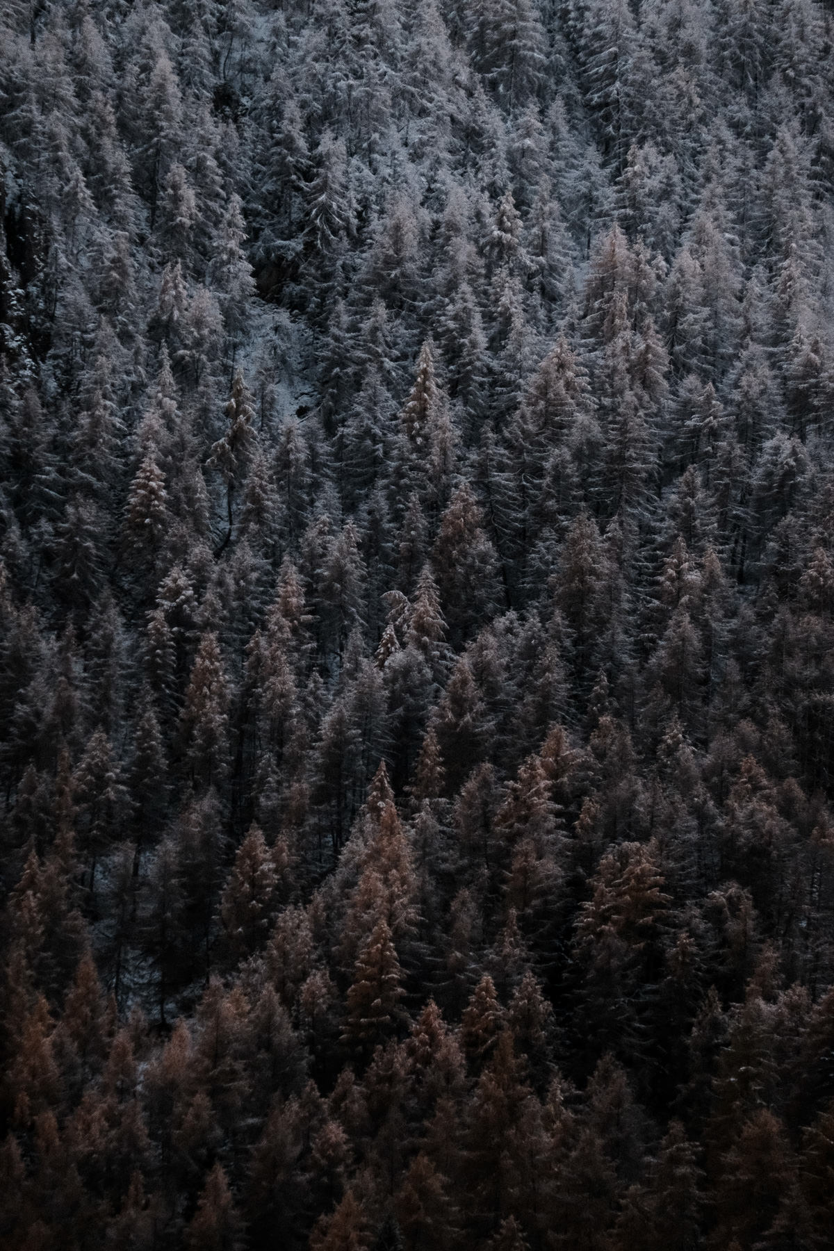 La neige qui recouvre la forêt en novembre à Valloire