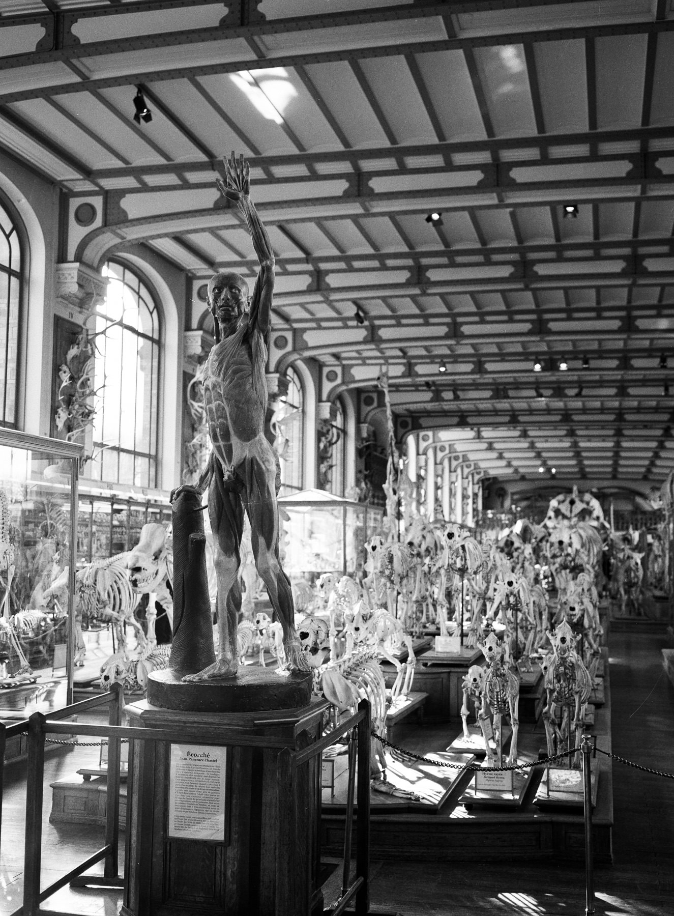 Galerie d'Anatomie Comparée, Ilford HP5 + GA 645