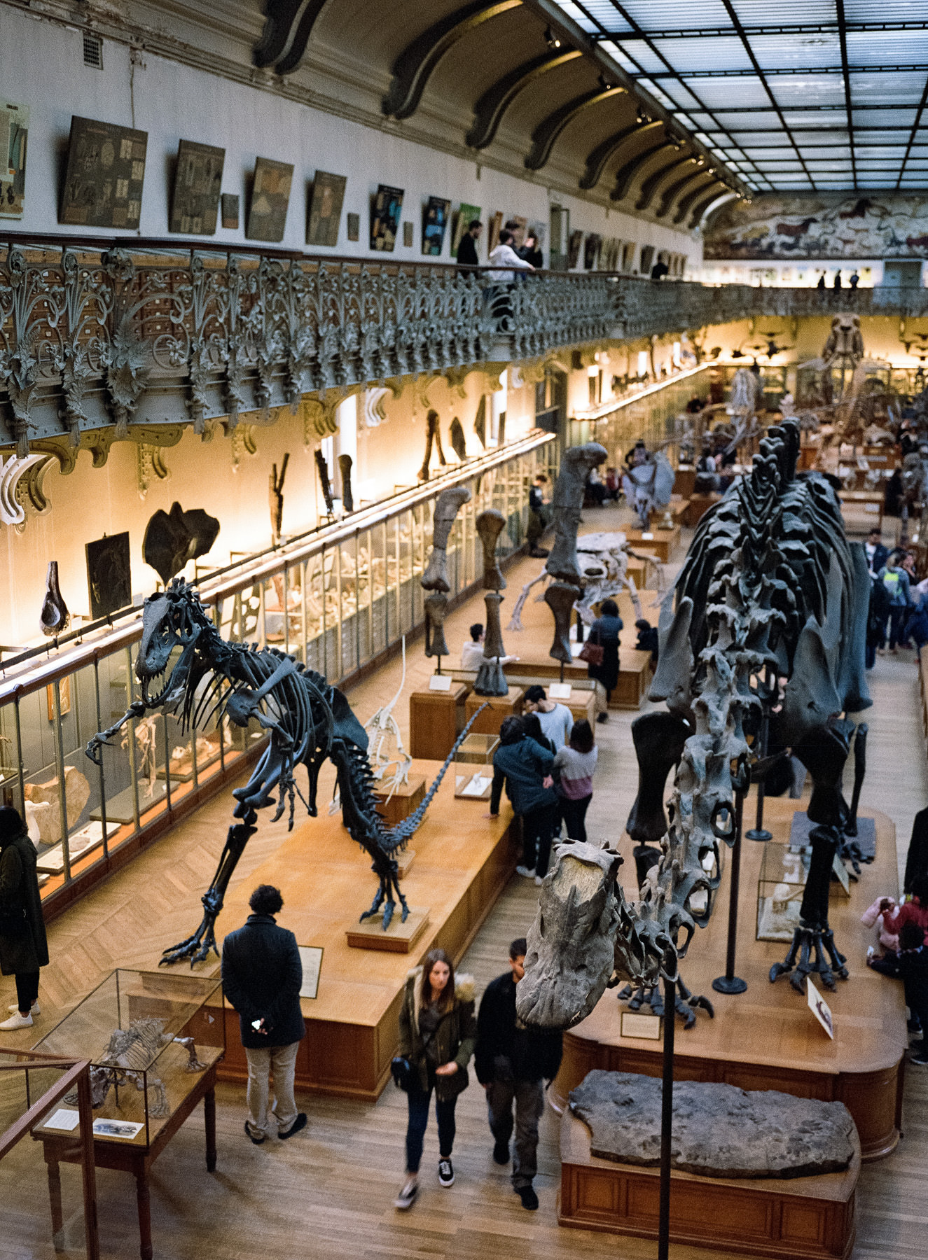 Galerie de paléontologie, Paris - moyen format argentique