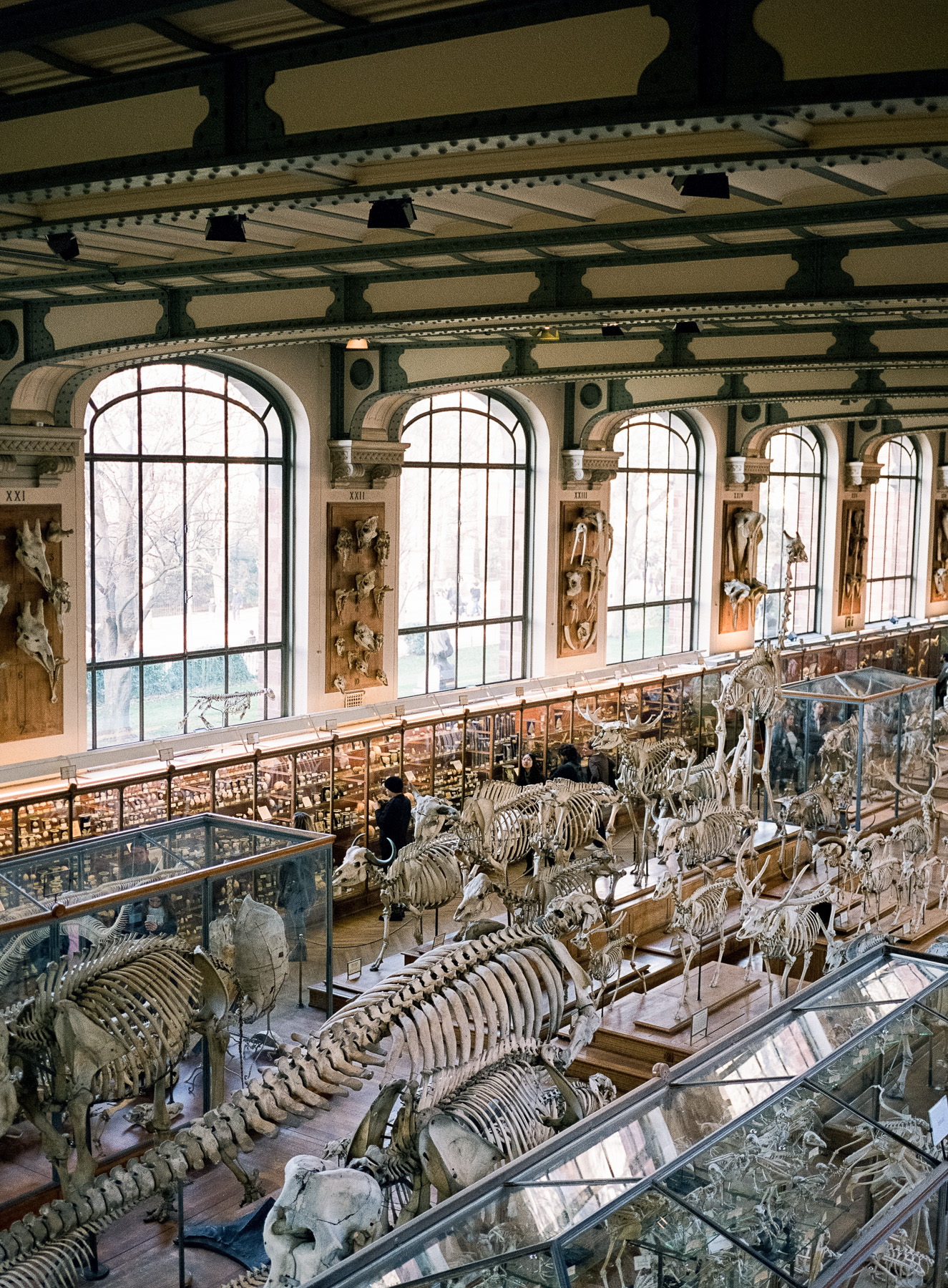 Galerie d'Anatomie Comparée, Paris, Fuji 400H + GA 645