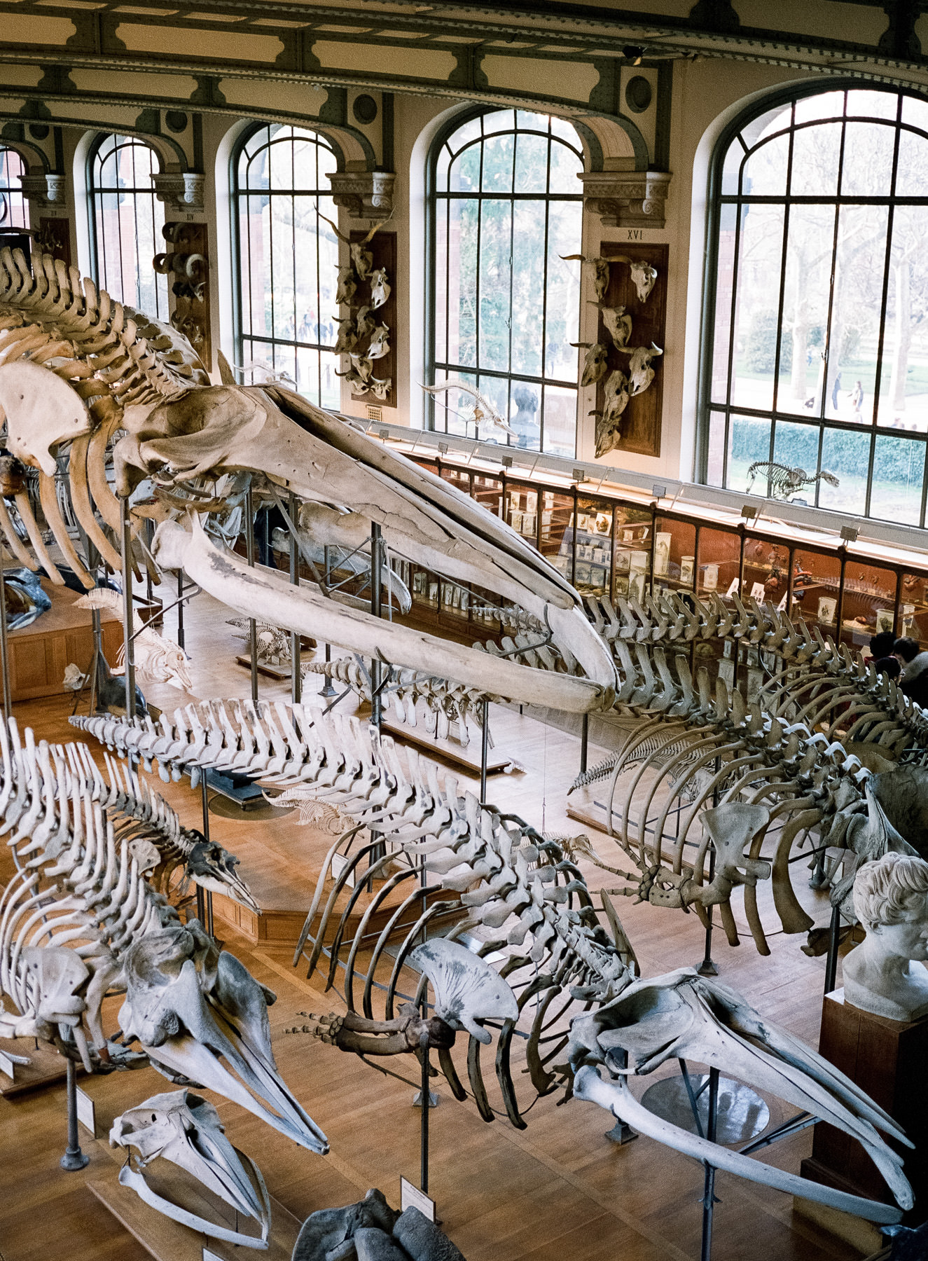 Galerie d'Anatomie Comparée, Paris, Fuji 400H + GA 645