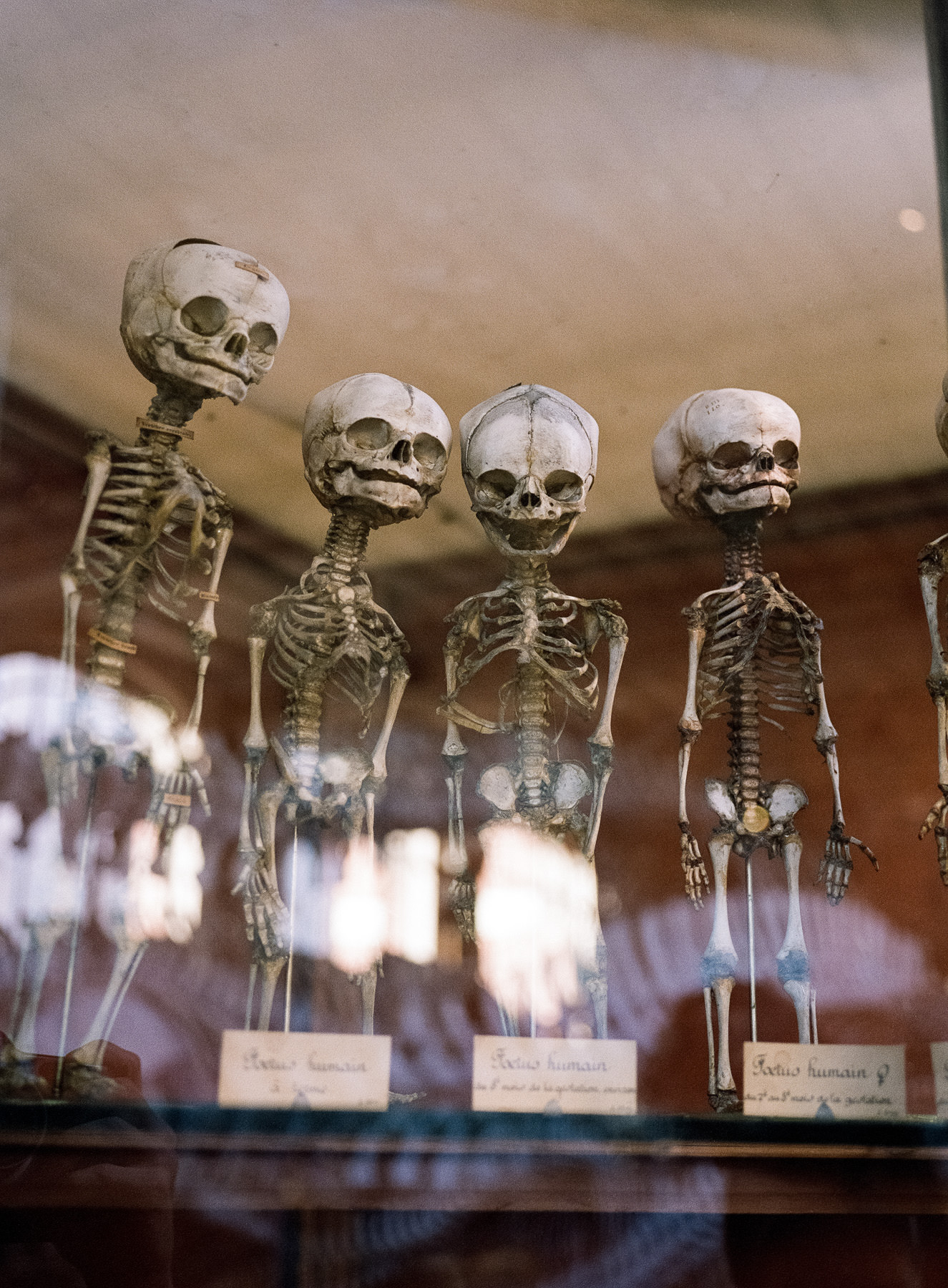 Galerie d'Anatomie Comparée, Paris, Fuji 400H + GA 645