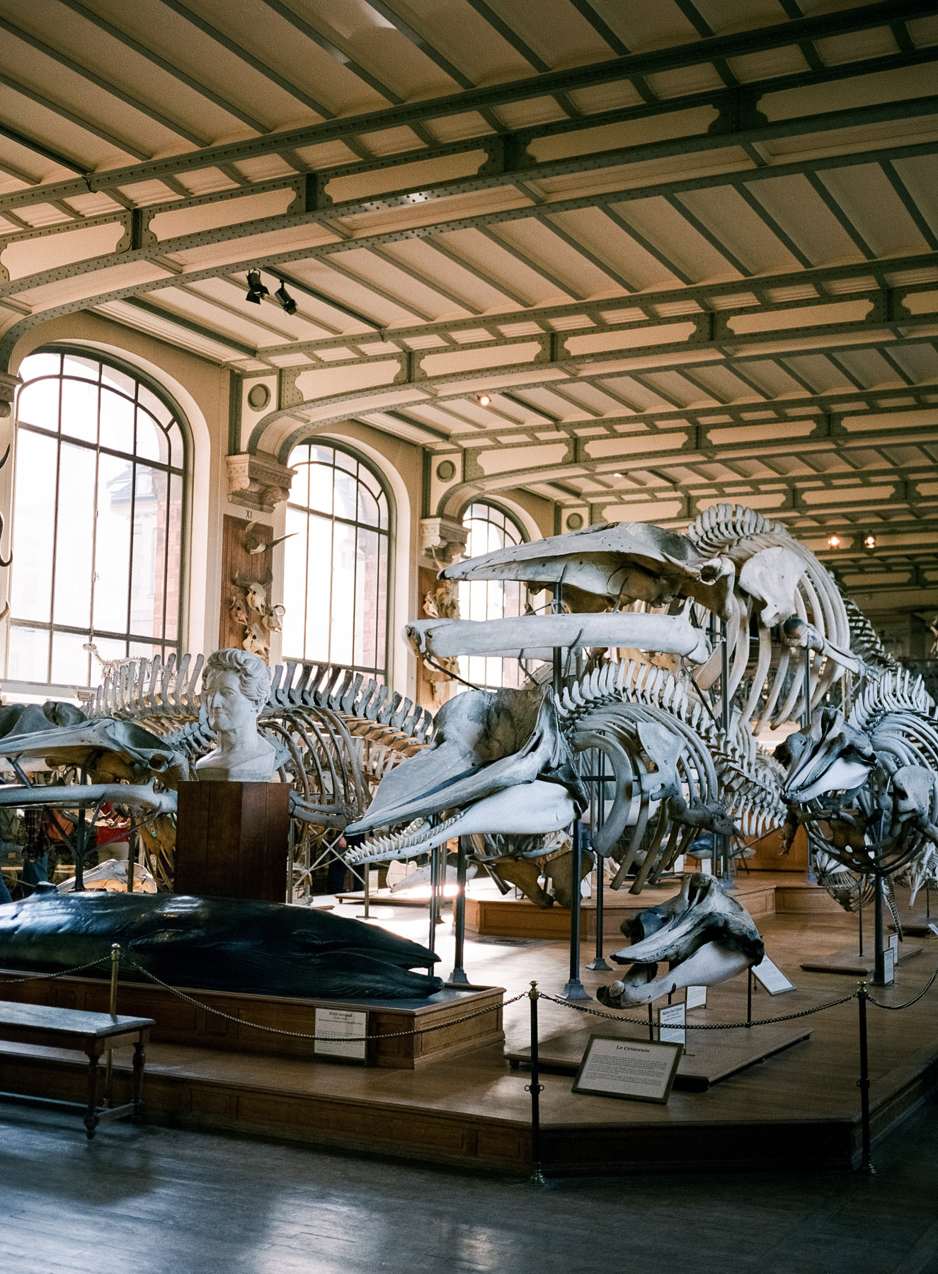 Galerie d'Anatomie Comparée, Paris, Fuji 400H + GA 645