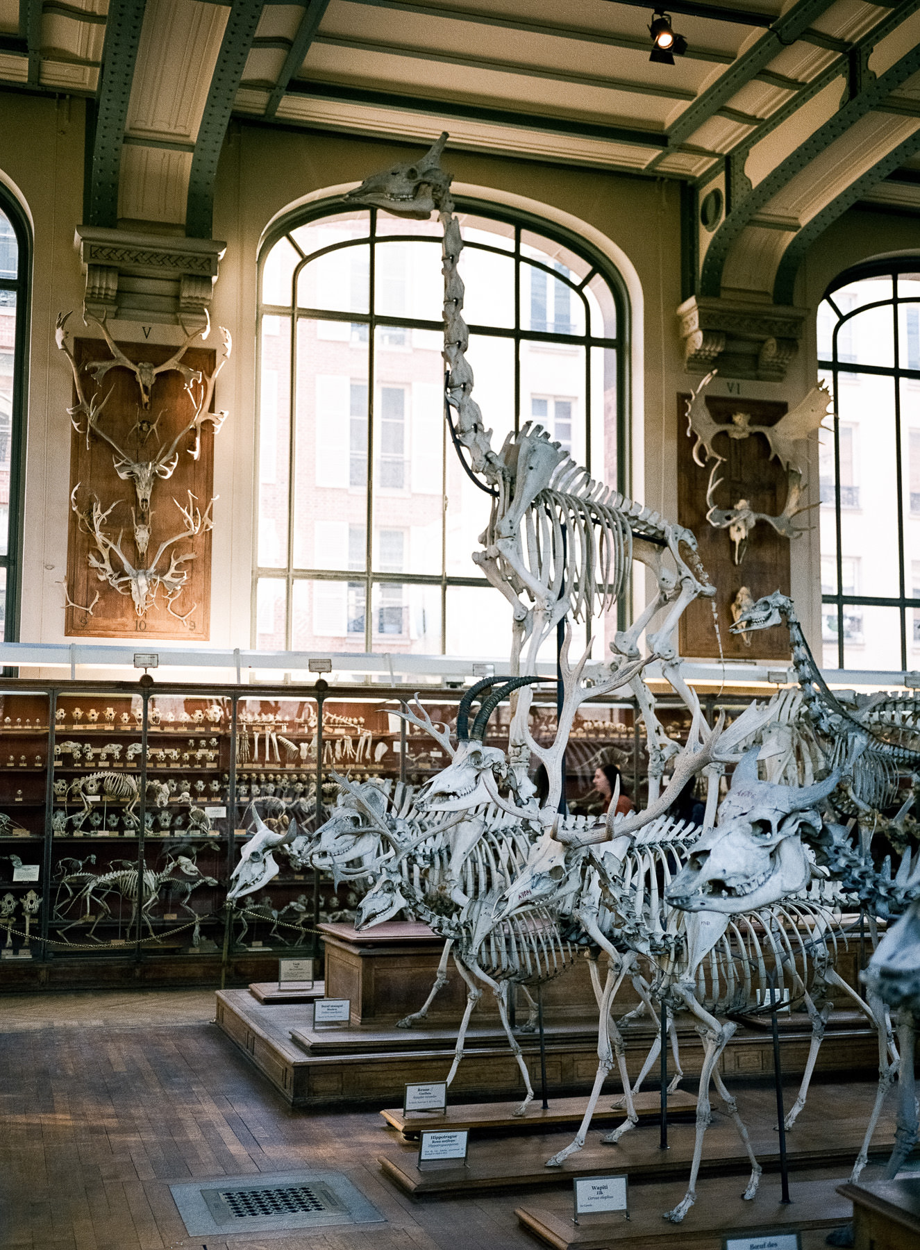 Muséum national d'histoire naturelle, Galerie d'Anatomie Comparée, Paris, Fuji 400H + GA 645