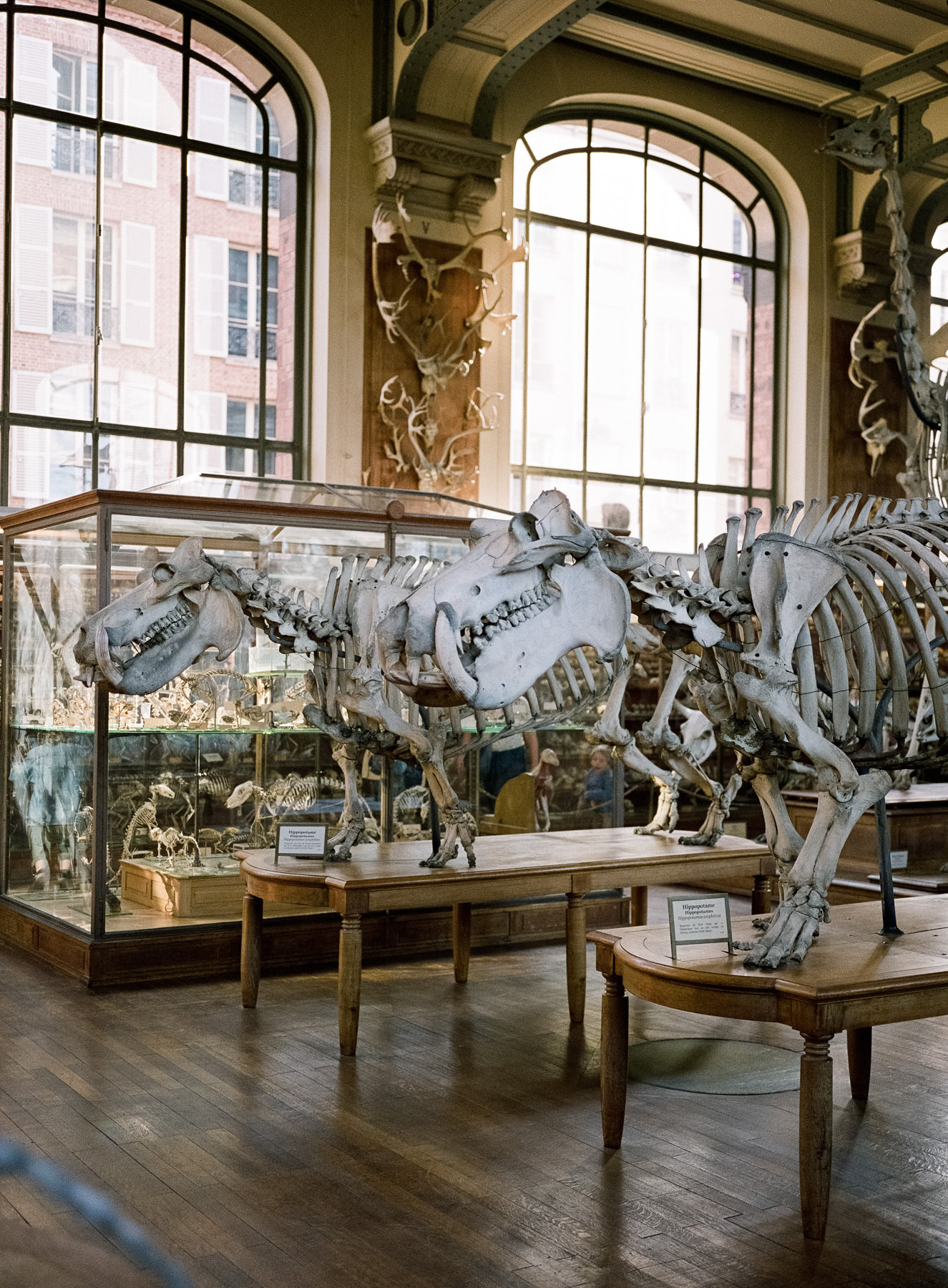 Galerie d'Anatomie Comparée, Paris, Fuji 400H + GA 645