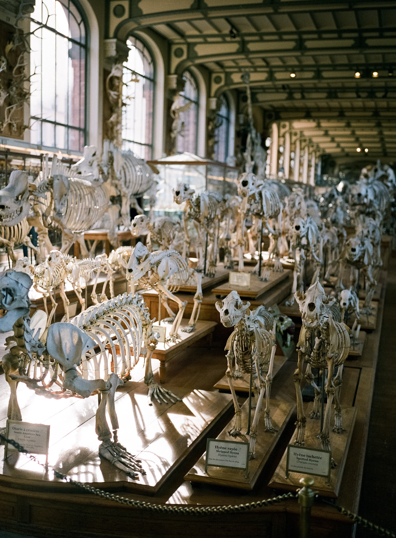 Muséum national d'histoire naturelle, Galerie d'Anatomie Comparée, Paris, Fuji 400H + GA 645