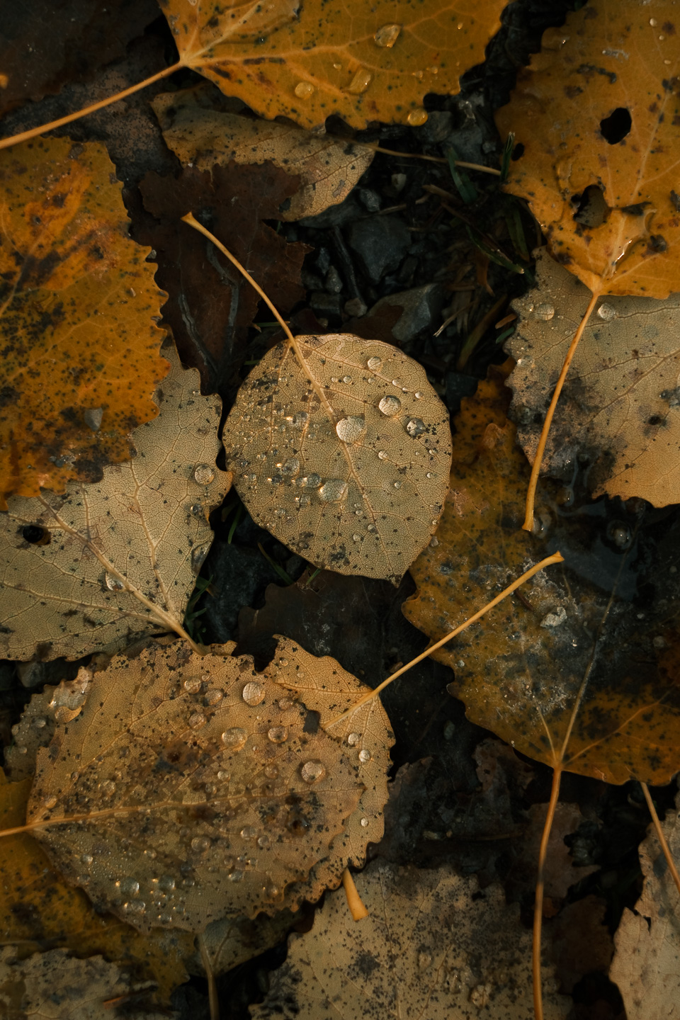 Gouttes d'eau et feuilles d'automne - Réserve naturelle du Plan de Tuéda - Vanoise © Thibaud Epeche - https://www.thibaudepeche.com