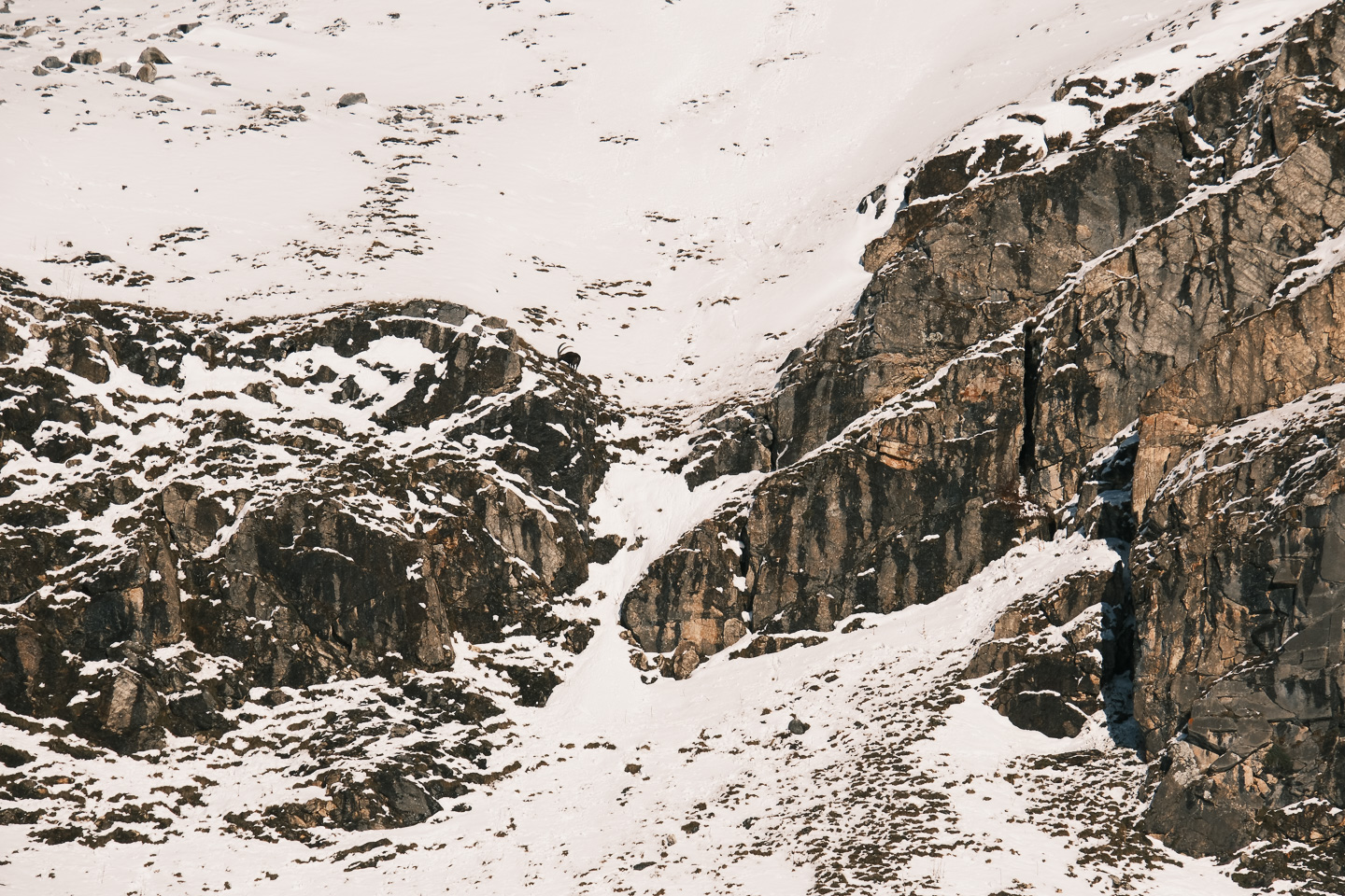 Bouquetin, Vallon du Fruit, Réserve naturelle du Plan de Tuéda, Méribel - Vanoise © Thibaud Epeche - https://www.thibaudepeche.com