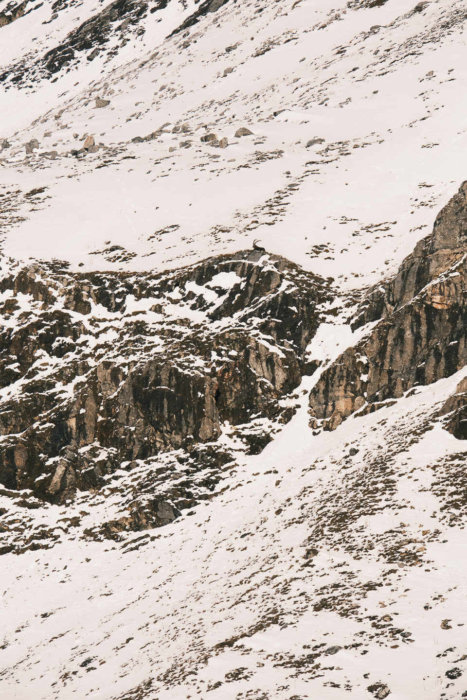 Bouquetin, Vallon du Fruit, Réserve naturelle du Plan de Tuéda, Méribel
