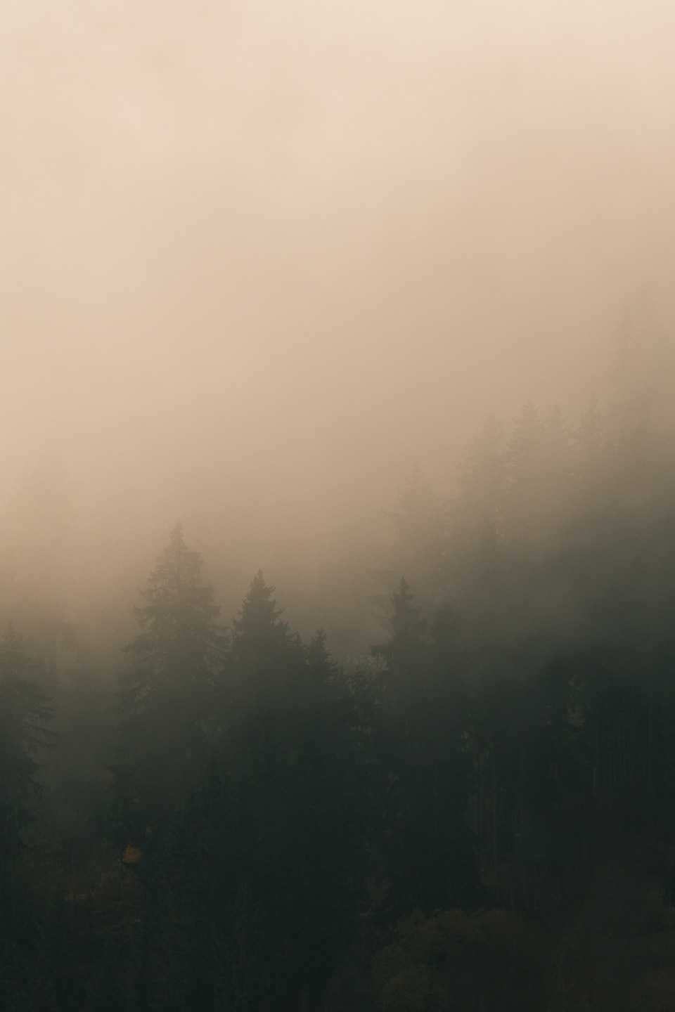 Brume dans les sapins de Méribel