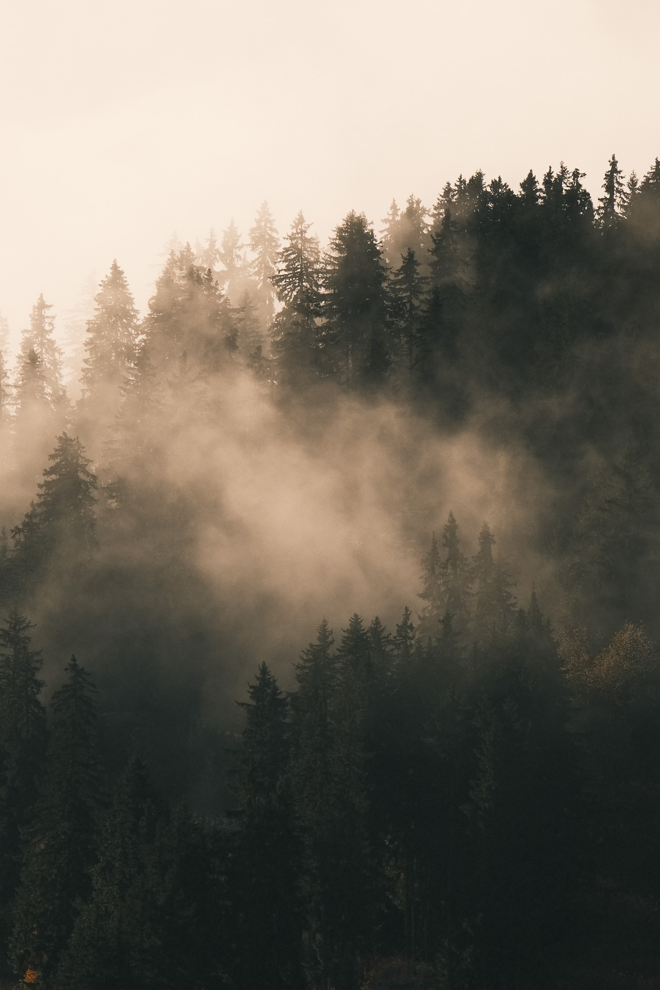 Brumes du matin dans les forêts de Méribel